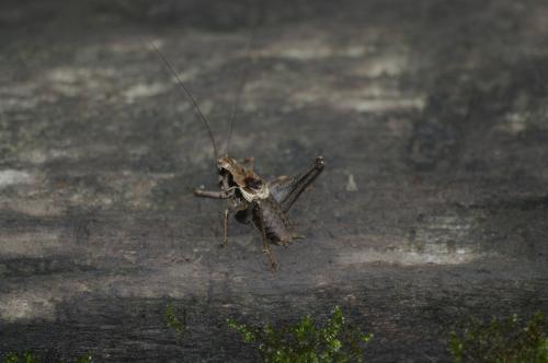 Pholidoptera griseoaptera